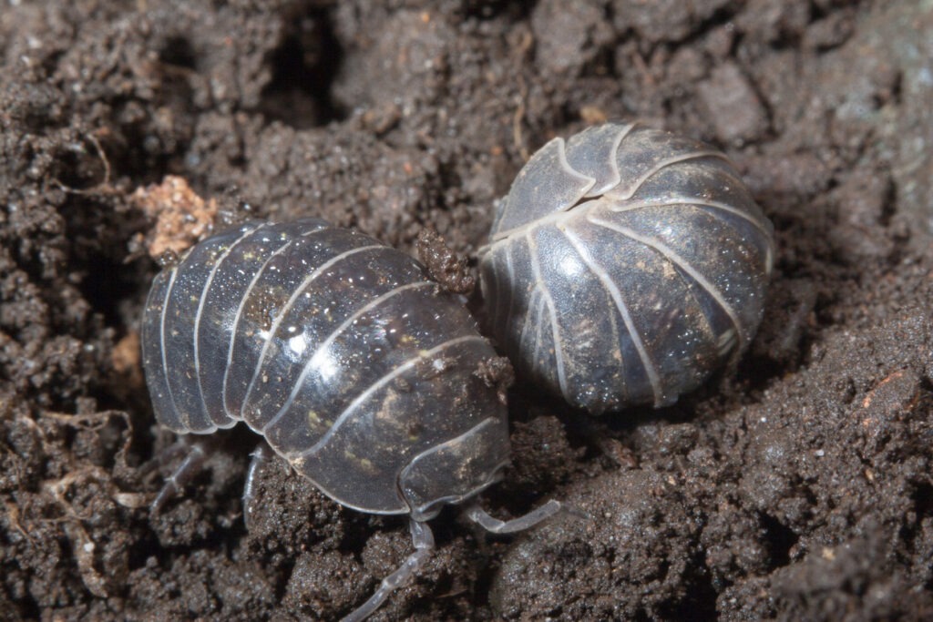Sow bug 