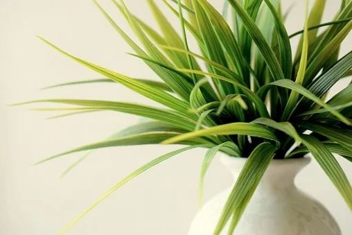Indoor plants help in creating the best craft rooms