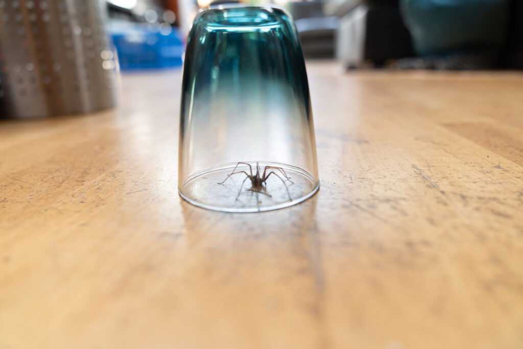 Caught big dark common house spider under a drinking glass on a smooth wooden floor seen from ground level