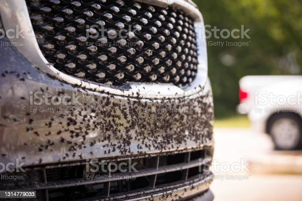 The bumper and hood are covered with a large number of dead insects and flies