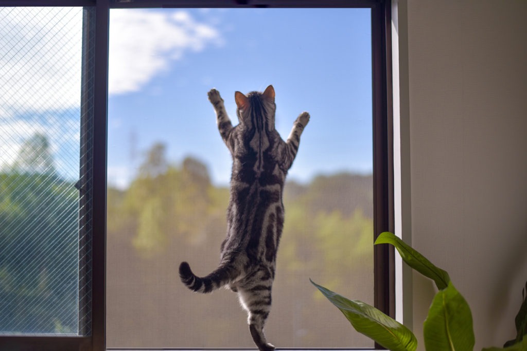 Rear view of a cat trying to climb a screen door