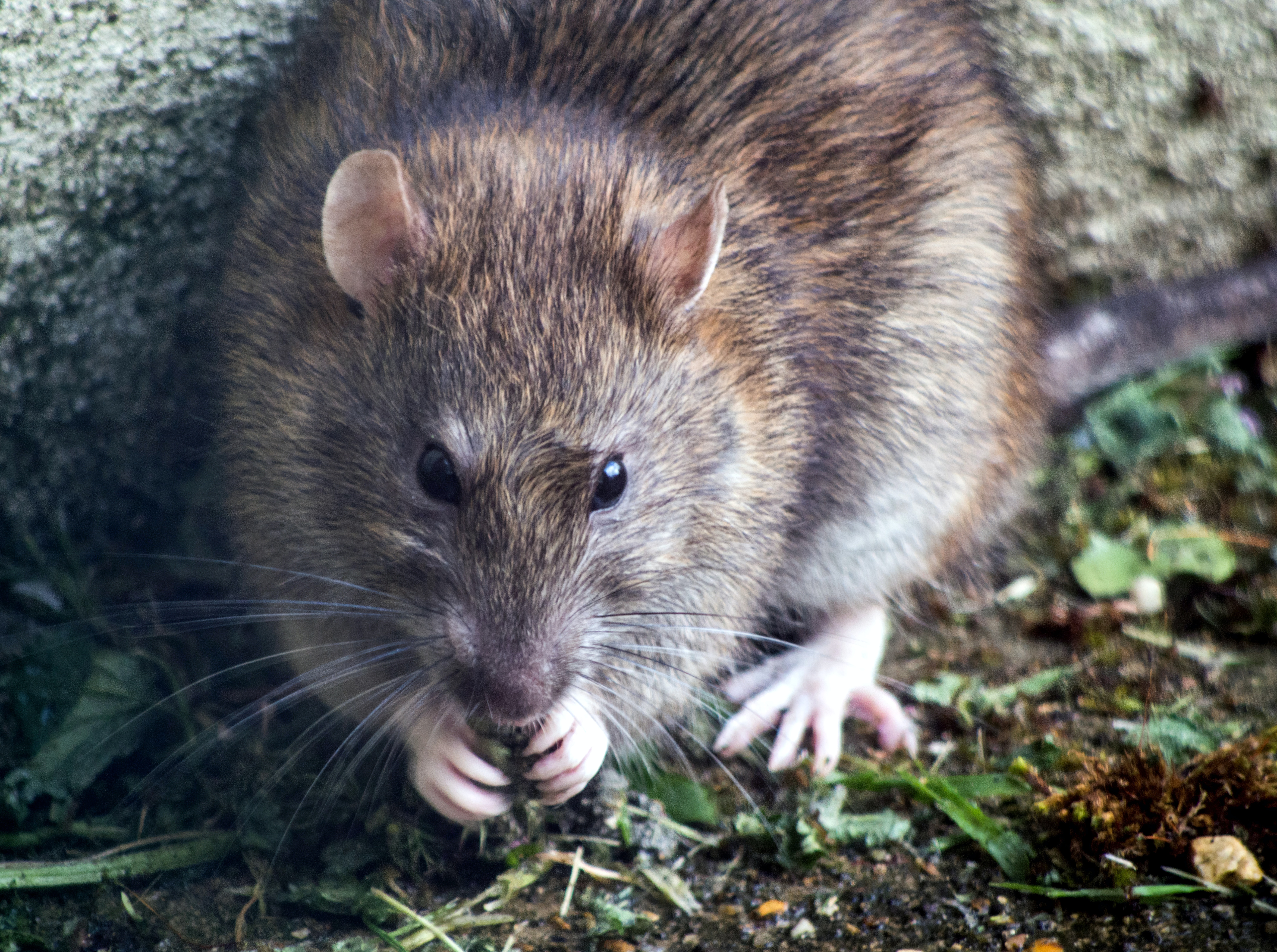 rodent-pest image