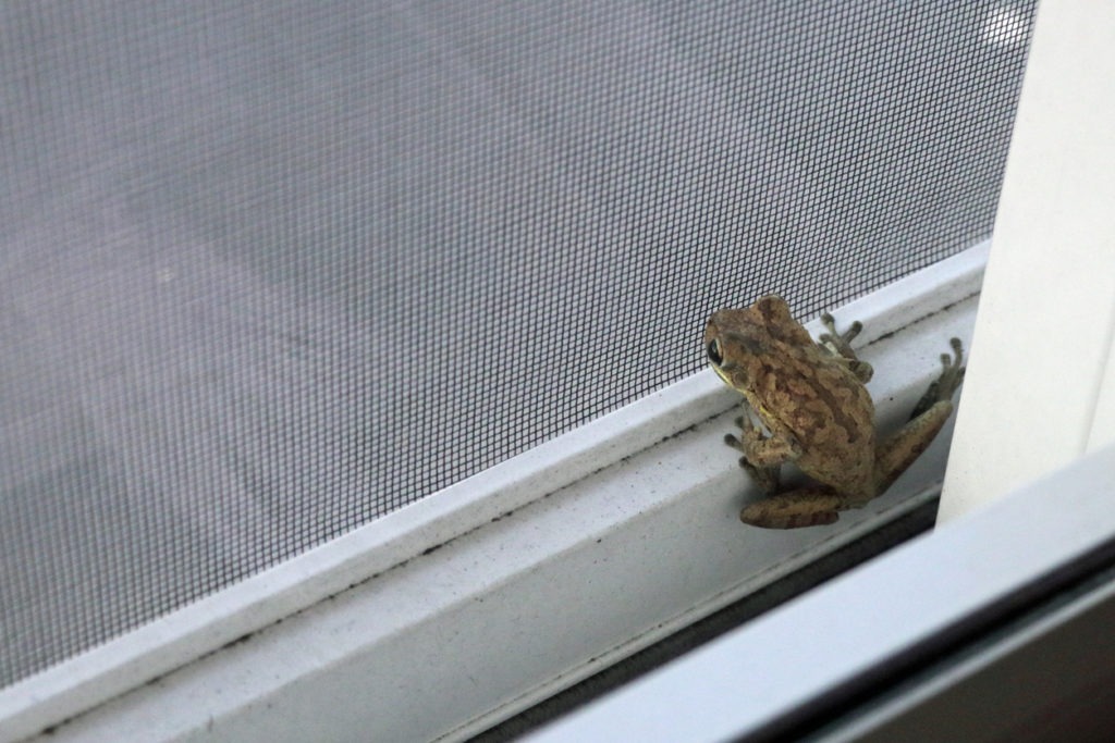 An early morning wild frog inside the screen door inside the glass sliding glass door. A small toad on the bottom frame of a patio screen sliding door outside a glass sliding home second floor door